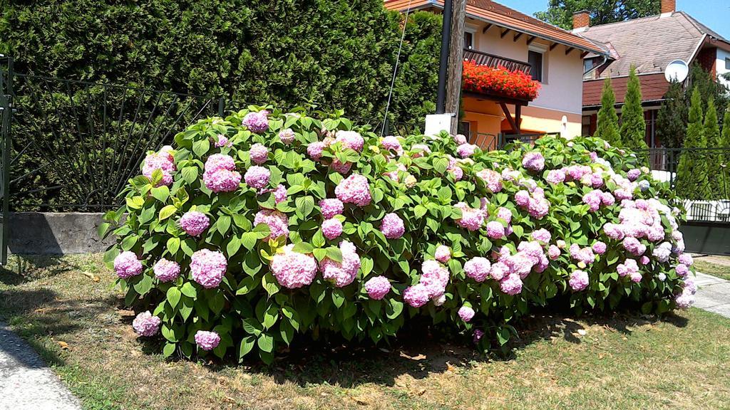 Akacfa Hortenzia Apartman Zalakaros Dış mekan fotoğraf